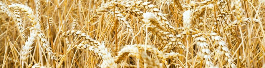 The Transcendental Meditation technique and all its advanced programs have their source in the oldest tradition of knowledge on earth—the Vedic Tradition of ancient India. 